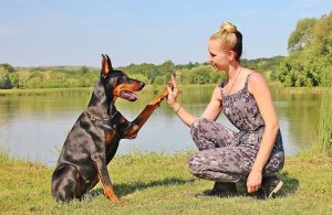 Doberman Pinscher