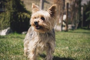Yorkshire Terrier