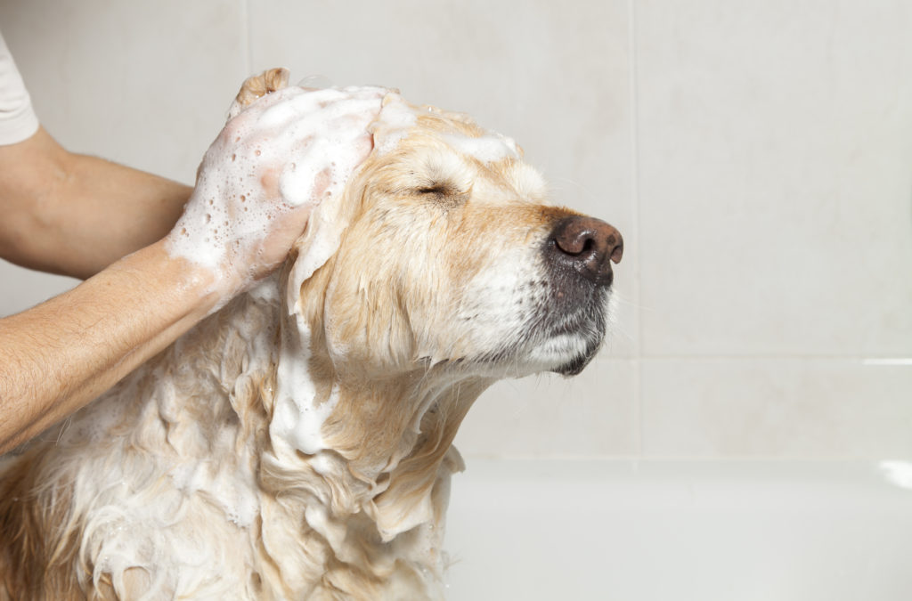 01 Do You Bathe A Dog Before Grooming