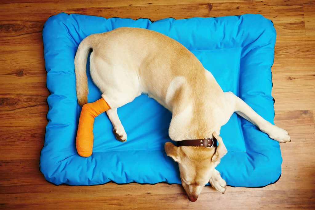 04 Back Leg Problems In Labradors