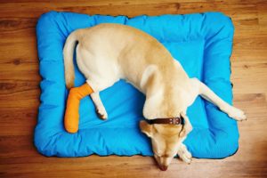 04 Back Leg Problems In Labradors