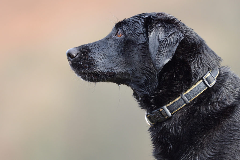 05 Do Labradors Smell