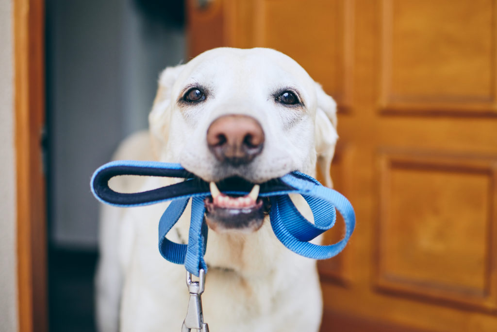 06 Everything You Need To Know About Labradors