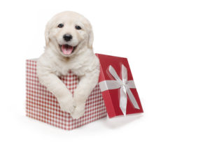 10 Should I Get A Labrador