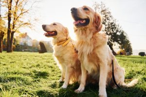 Are Golden Retrievers Loyal And Protective?