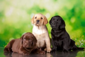 Adorable Labrador Puppies