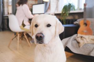 Beautiful Labrador At Home M