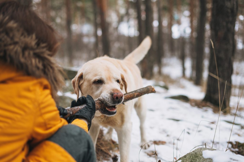 How To Teach Your Labradors Not To Eat Everything When He’s Out