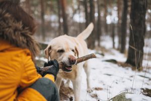 How To Teach Your Labradors Not To Eat Everything When He’s Out