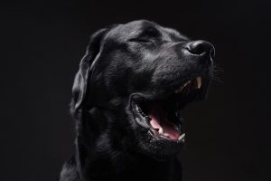 How To Train Your Labradors To Stop Barking