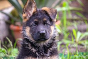 Labrador Retriever Vs German Shepherd